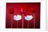 Tulip flowers in a row by Assaf Frank